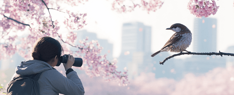 Discover the Hidden World of Birdwatching in Tokyo and Build a Thriving Community